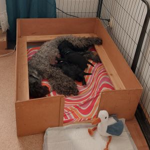 Kerry Blue Terrier Welpen