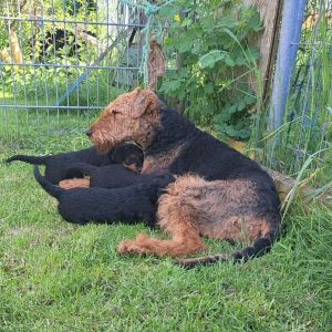 Airedale Terrier vom Goetschetal Mutter mit Welpen