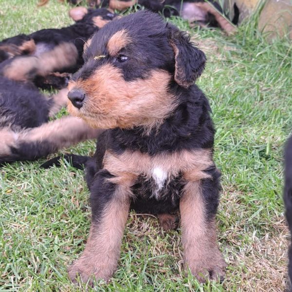Airedale Terrier vom Goetschetal Welpe