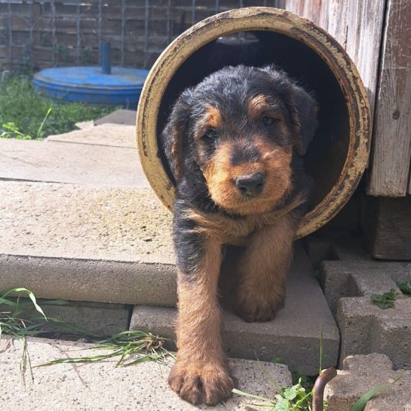Airedale Terrier vom Goetschetal Welpe