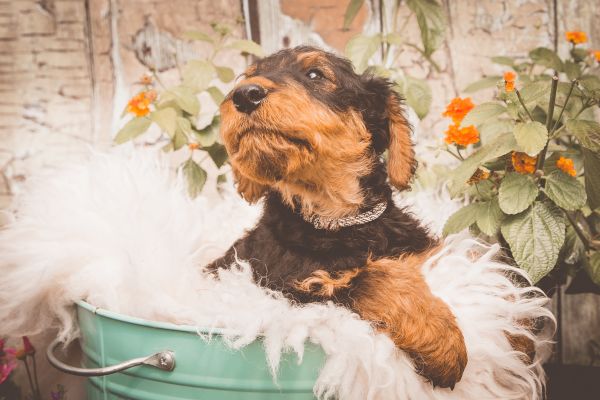 Airedale Terrier vom Goetschetal Welpe