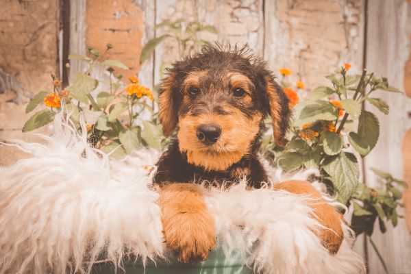 Airedale Terrier vom Goetschetal Welpe