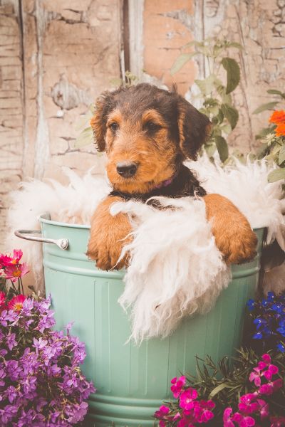 Airedale Terrier vom Goetschetal Welpe
