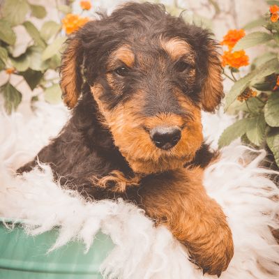 Airedale Terrier Welpe vom Goetschetal
