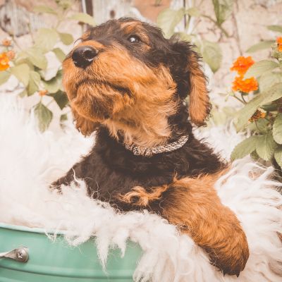Airedale Terrier Welpe vom Goetschetal