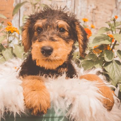 Airedale Terrier Welpe vom Goetschetal
