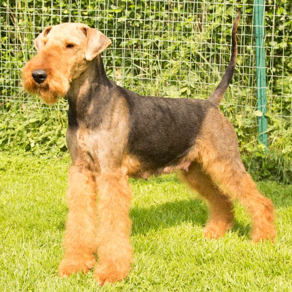 Airedale Terrier vom Goetschetal