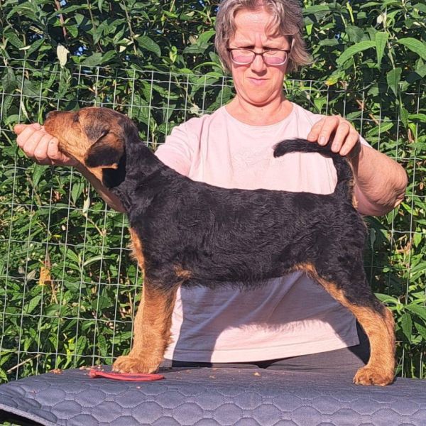 Airedale Terrier vom Goetschetal Welpe mit Züchterin