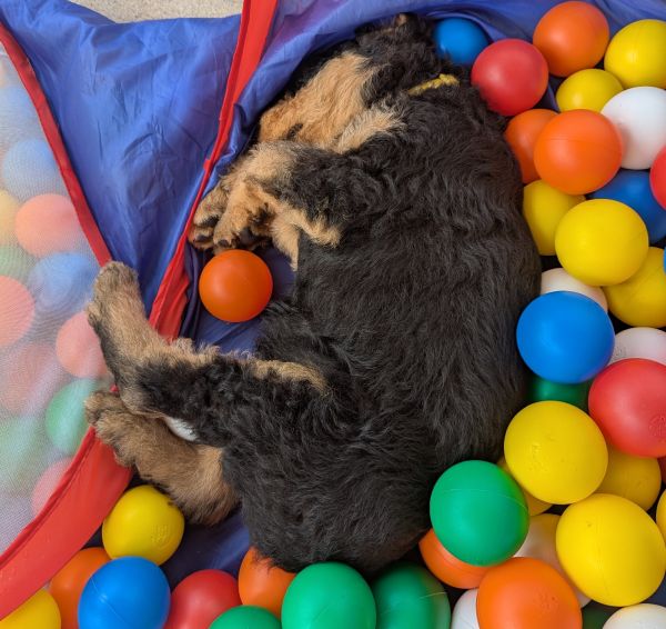 Airedale Terrier vom Crinitztal