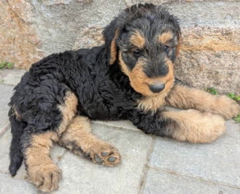 Airedale Terrier vom Crinitztal
