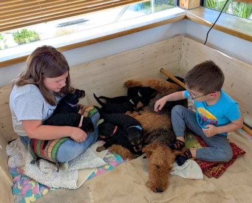Airedale Terrier vom Crinitztal
