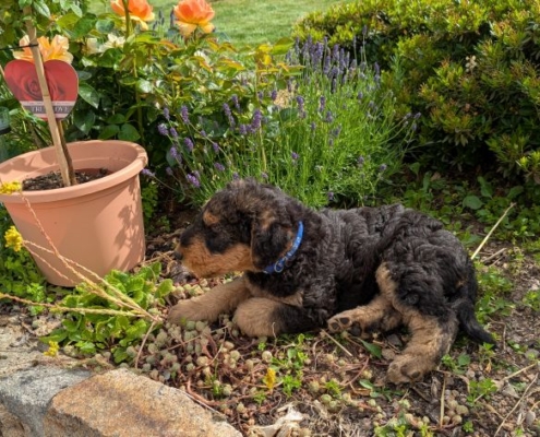 Airedale Terrier vom Crinitztal