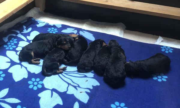Airedale Terrier Welpen von Longa luben