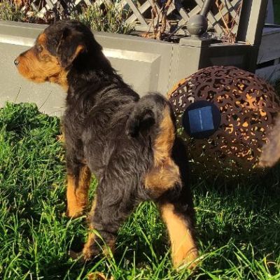 Airedale Terrier Welpen von Longa luben