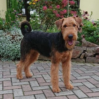 Airedale Terrier Welpen von Longa luben
