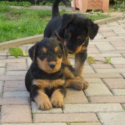 Airedale Terrier Welpen von Longa luben
