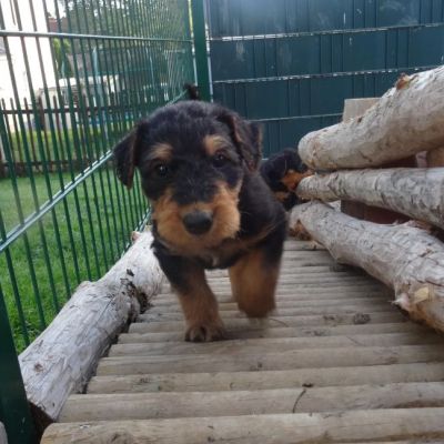 Airedale Terrier Welpen von Longa luben