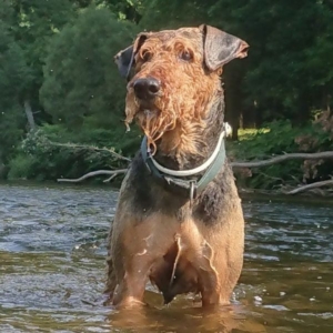 Airedale Terrier von Longa luben
