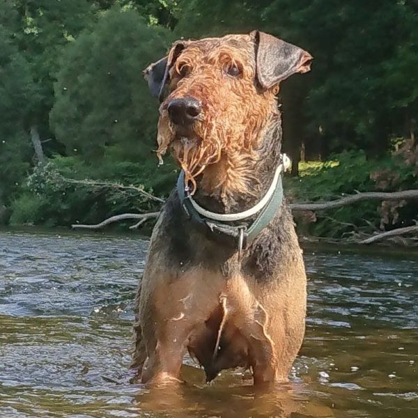 Airedale Terrier von Longa luben