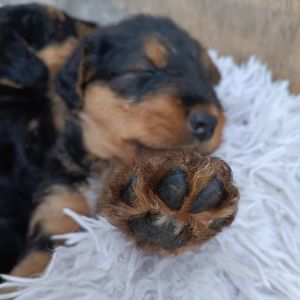 Airedale Terrier Welpen