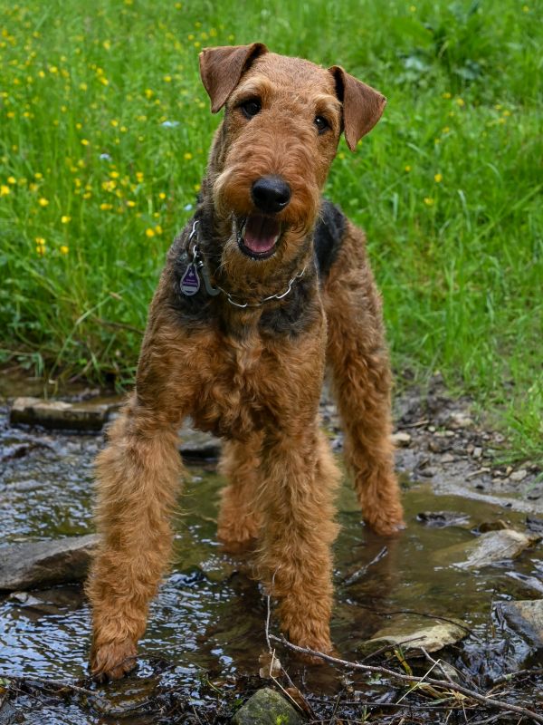 Airedale Terrier in einem Bachlauf