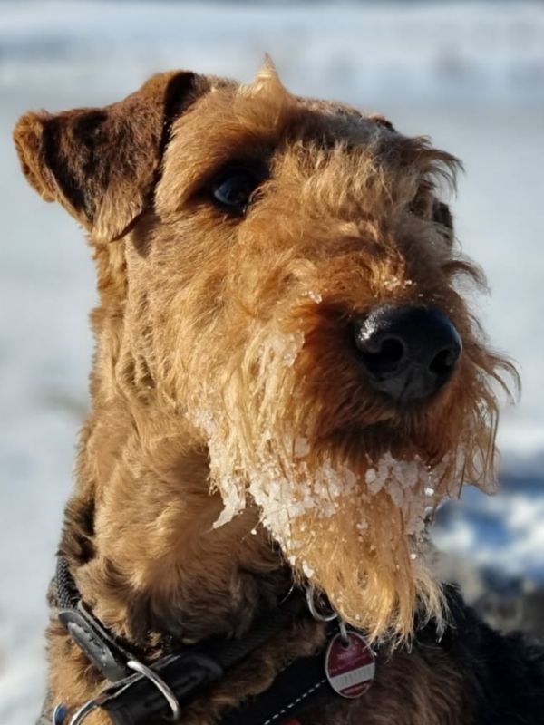 Airedale Terrier Portrait mit Eiskristallen im Bart