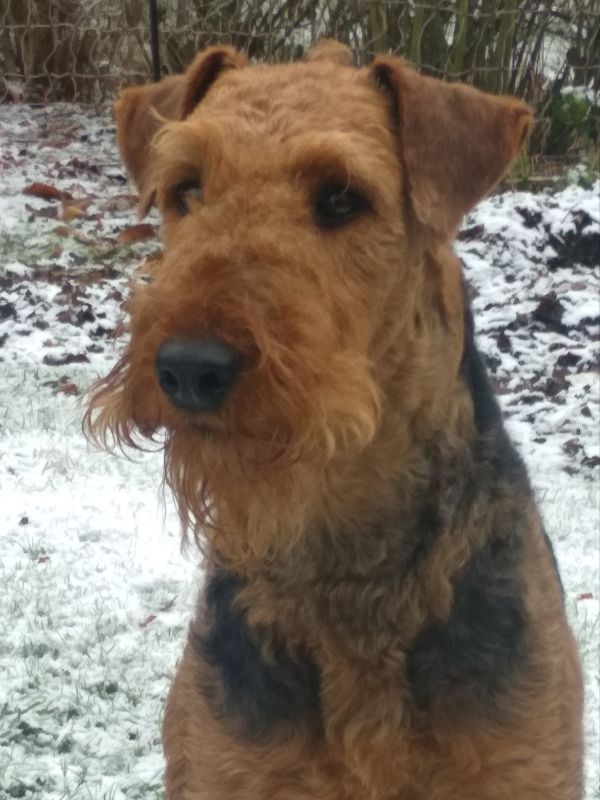Airedale Terrier Portrait im Schnee
