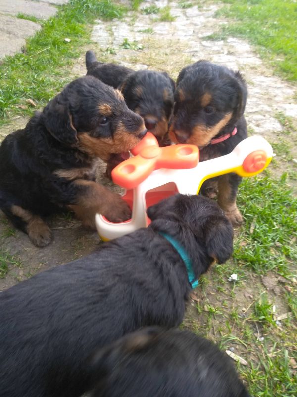 B-Wurf Airedale Terrier beim Spielen