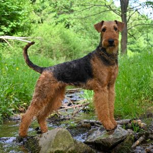 Airedale Terrier in einem Bachlauf