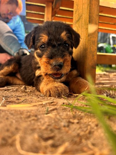 Airedale Terrier of Ravenclaw