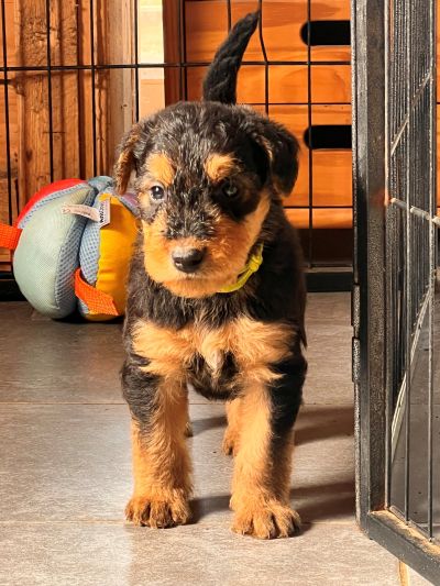 Airedale Terrier of Ravenclaw