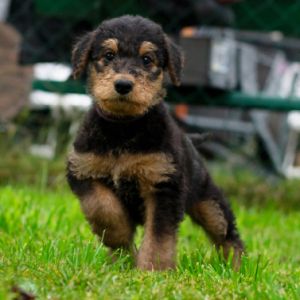 Airedale Terrier Welpen