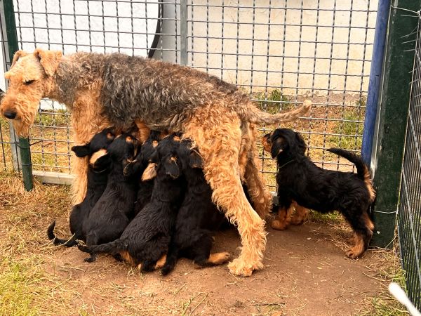 Airedale Terrier mit Welpen