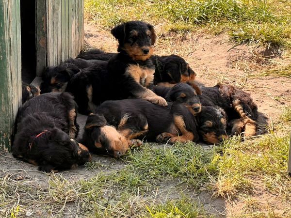 Airedale Terrier Welpen