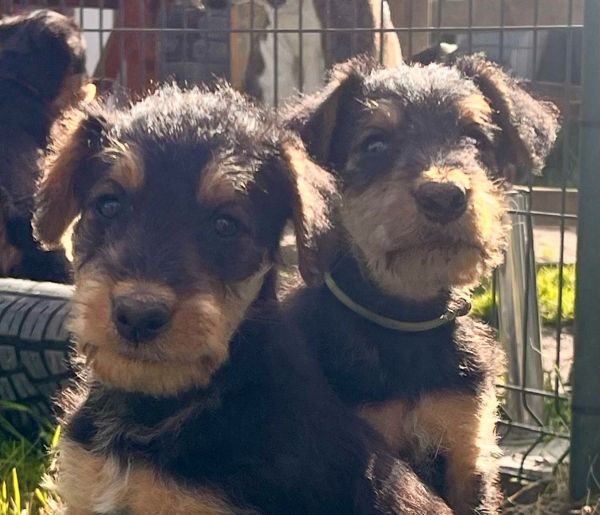 Airedale Terrier Welpen