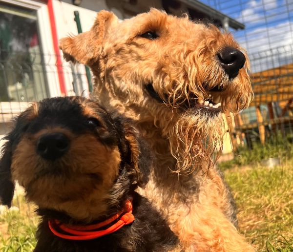 Airedale Terrier