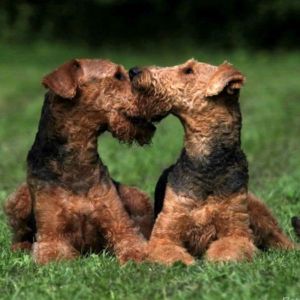 Airedale Terrier Züchter aus Löhne