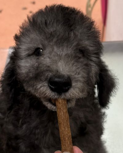 Bedlington Terrier Welpe