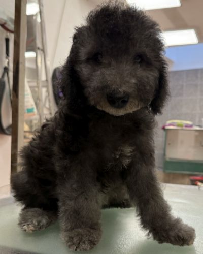 Bedlington Terrier Welpe