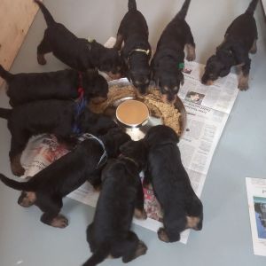 Airedale Terrier Welpen