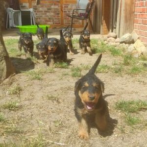 Airedale Terrier Welpen