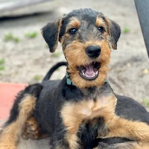 Airedale Terrier Welpen