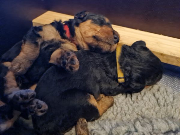 Airedale Terrier Welpen vom Plettenberg