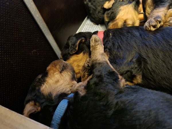 Airedale Terrier Welpen vom Plettenberg