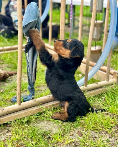 Welpe Airedale Terrier vom Plettenberg