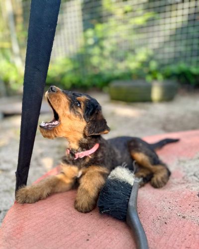 Welpe Airedale Terrier vom Plettenberg