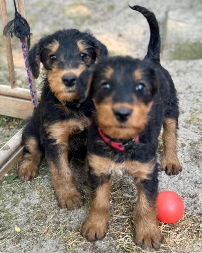 Welpe Airedale Terrier vom Plettenberg