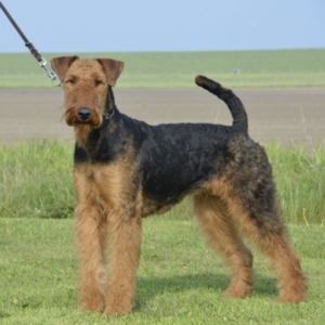 Airedale Terrier vom Plettenberg