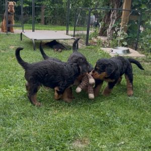 Terrier Welpen