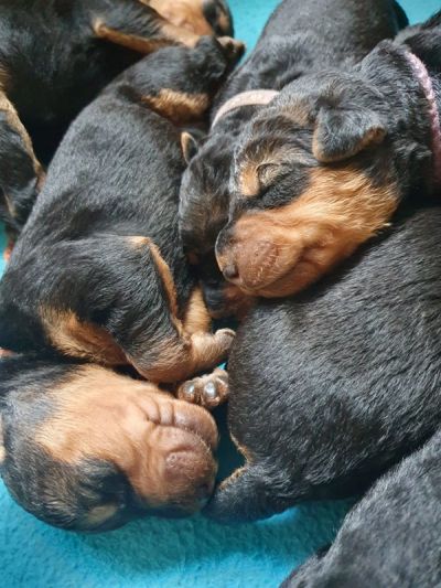 Airedale Terrier Welpe vom Planetenfeld